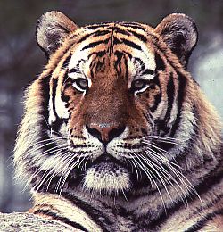 Click here to see bengal tiger pictures