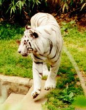 Click here to see white tiger pictures